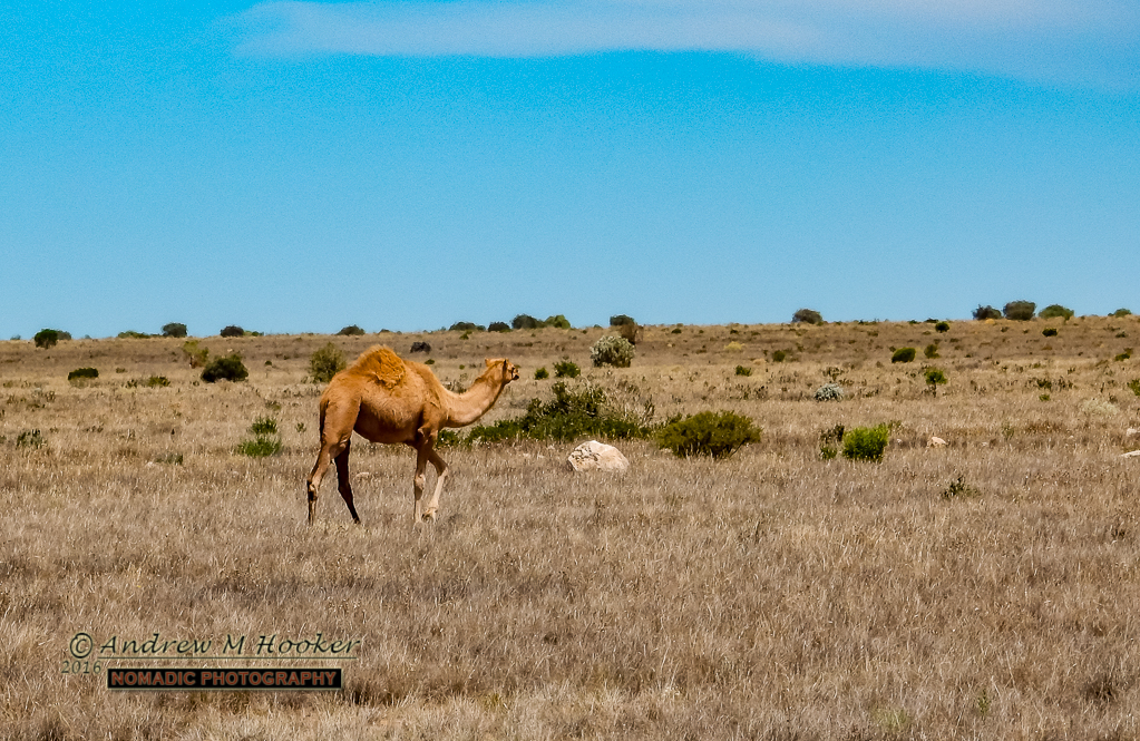 Nullarbor Camel